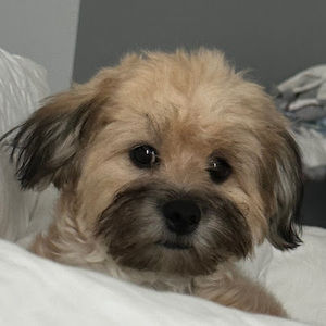 Meet your Posher, Peter